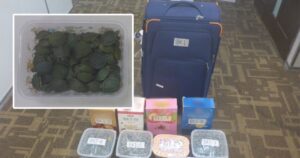 Indian national arrested at KLIA with 2,500 red-eared sliders