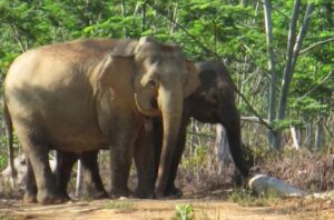 Johor Perhilitan captures two elephants in Sedenak