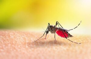 Johor dengue cases see decline in Epidemiological Week 33