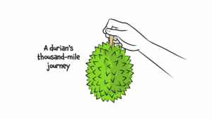 MULTIMEDIA: A durians’ thousand-mile journey