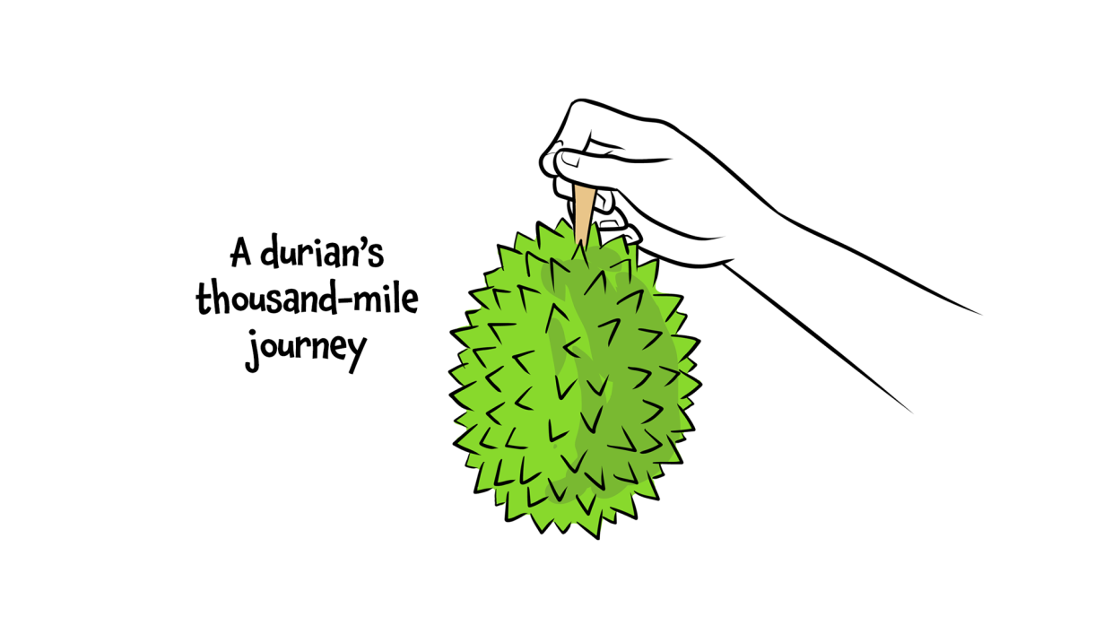 MULTIMEDIA: A durians’ thousand-mile journey
