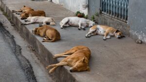 Mahkamah Agung India tarik balik keputusan hapus anjing liar