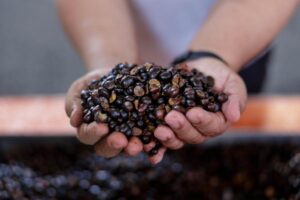 Malaysia considers new palm biomass market mechanism to boost industry