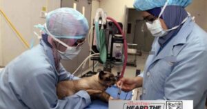 Malaysian veterinarians face mounting challenges