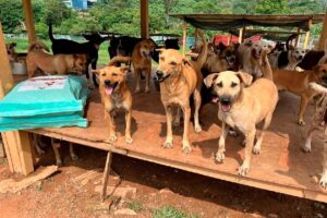 Malaysia’s second largest dog sanctuary hosts glamorous fundraising gala