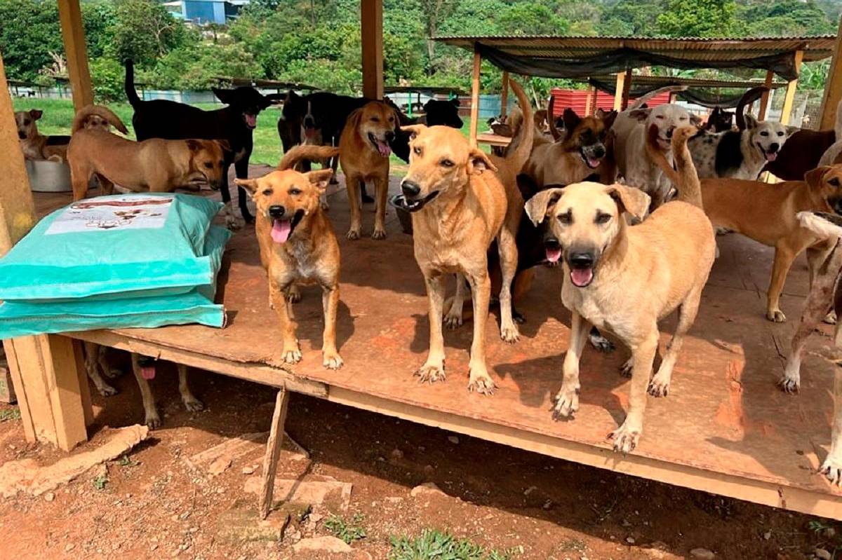 Malaysia’s second largest dog sanctuary hosts glamorous fundraising gala