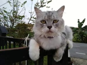 Manjah takut tikus