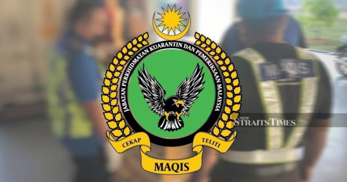Maqis seizes 100 cinnamon saplings from Taiwan