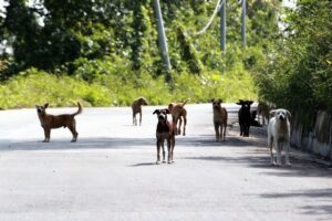Melaka allocates land in Merlimau for stray animal shelter