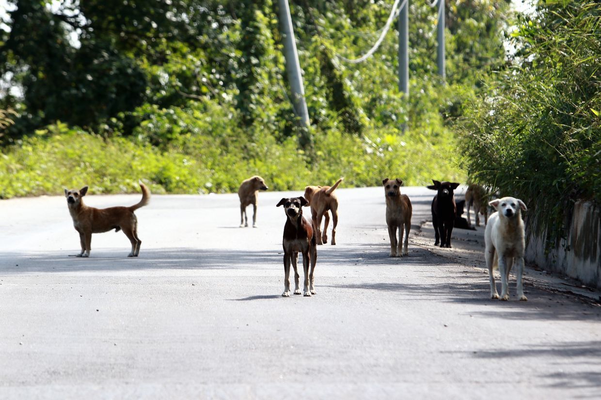 Melaka allocates land in Merlimau for stray animal shelter