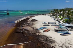 Mexico, Dominican Republic propose joint efforts to fight sargassum seaweed