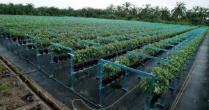 NST Leader: Agrofood sector set for major reforms under 13MP