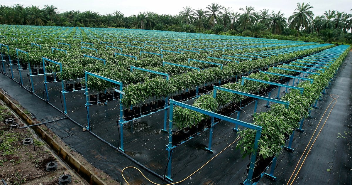 NST Leader: Agrofood sector set for major reforms under 13MP