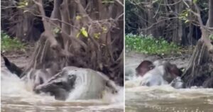 #NSTviral: Rare moment caught on camera as crocodile attacks pygmy elephant