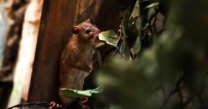 New York declares total war on prolific rat population