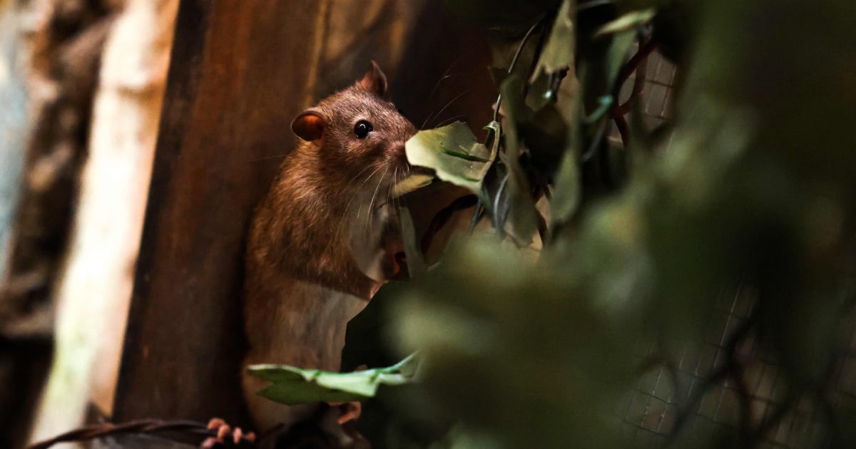 New York declares total war on prolific rat population