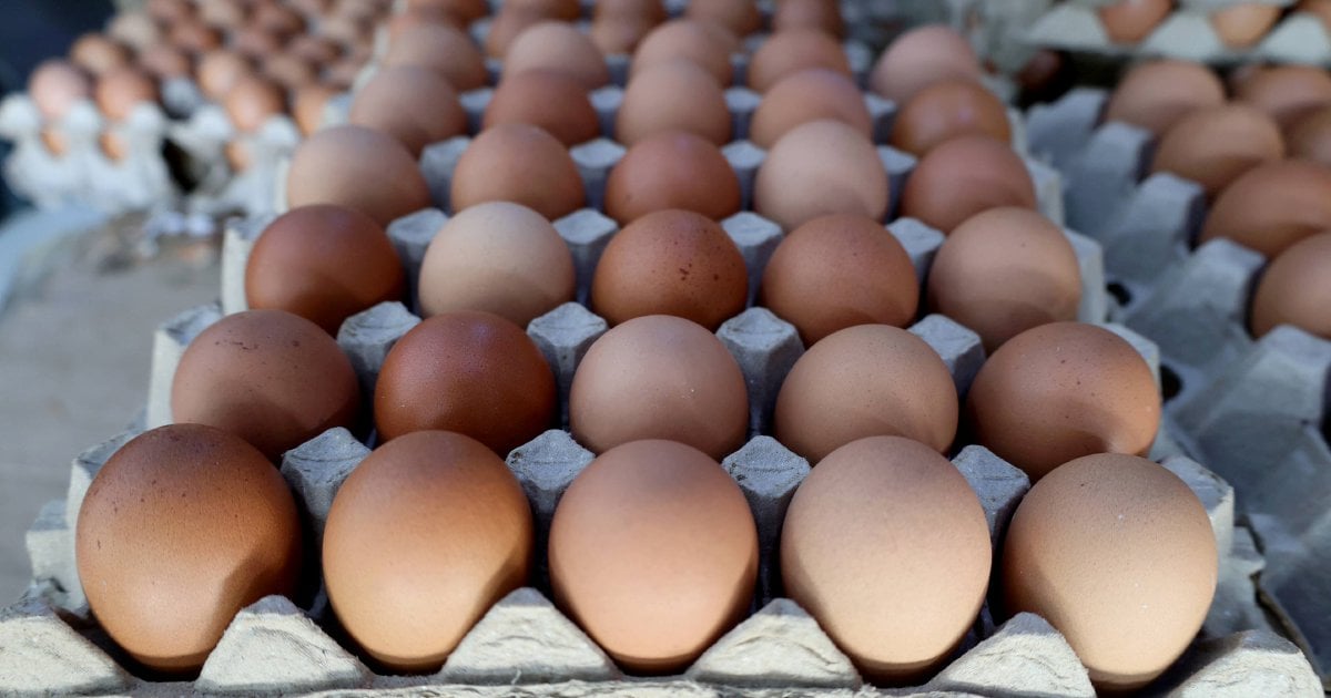 No shortage of chicken or eggs reported, says farmers' association