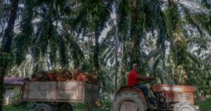Over 5.03mil hectares of oil palm plantation in Malaysia under MSPO certification scheme