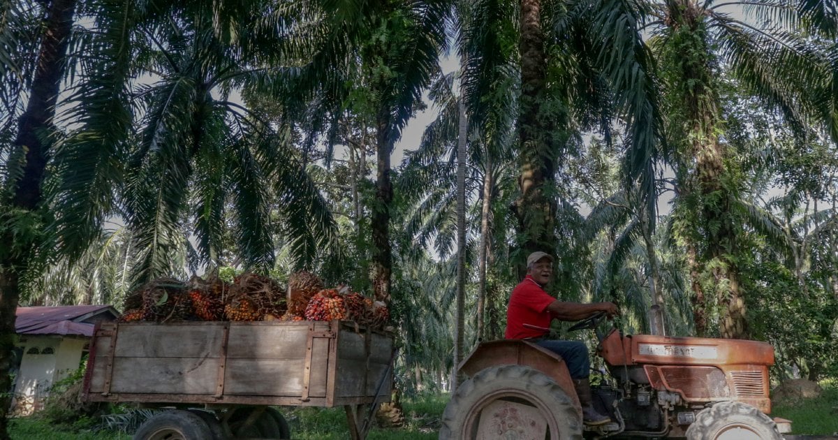 Over 5.03mil hectares of oil palm plantation in Malaysia under MSPO certification scheme