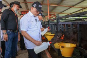 Pahang aims to be Malaysia’s premium wagyu hub with 300 cattle