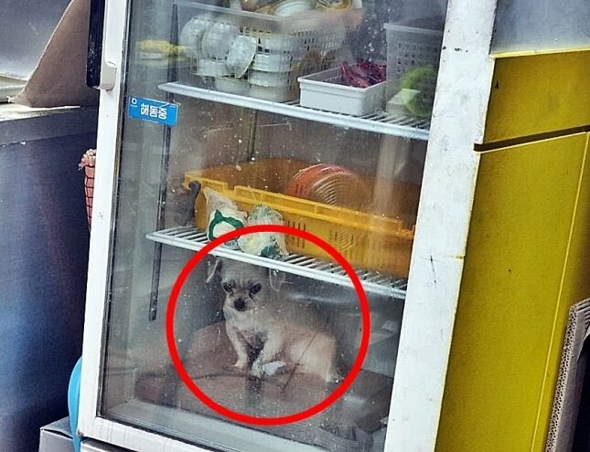 Pemilik restoran letak anjing dalam peti sejuk elak cuaca panas