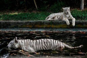 Perak boosts Malayan tiger conservation efforts at Zoo Taiping