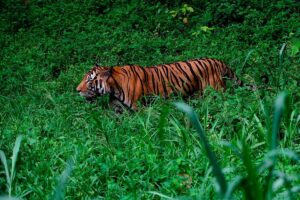 Perak komited lindungi Harimau Malaya melalui Zoo Taiping