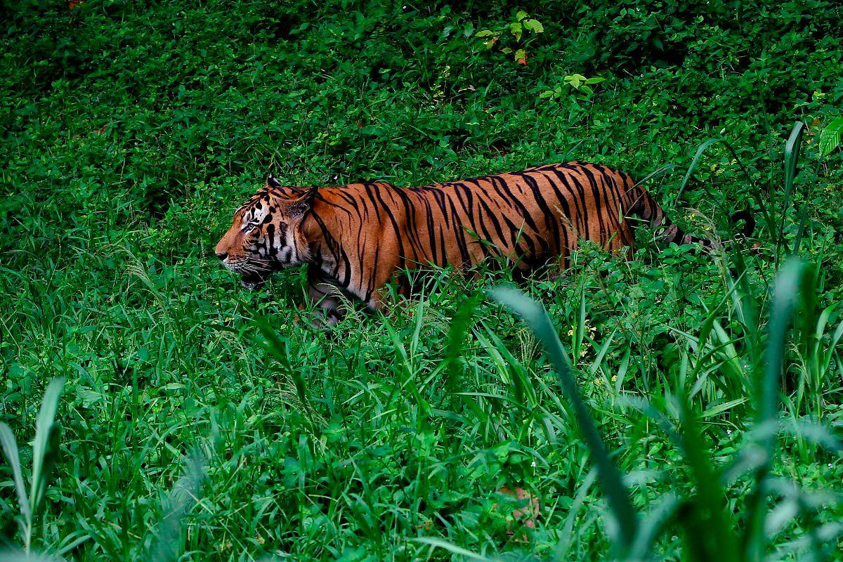 Perak komited lindungi Harimau Malaya melalui Zoo Taiping