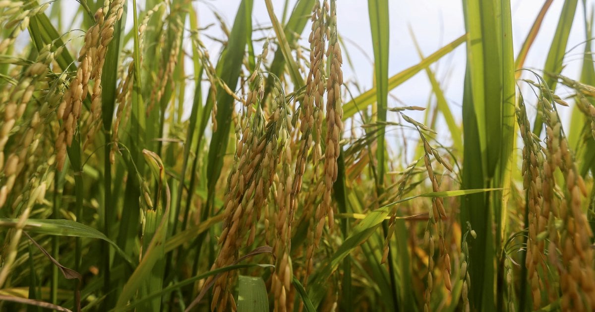 Perak padi farmers can apply for aid without official disaster declaration