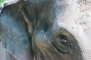 Perhilitan captures, relocates five wild elephants in Gua Musang