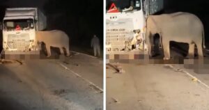 Perhilitan installs LED signs to warn of elephant crossings