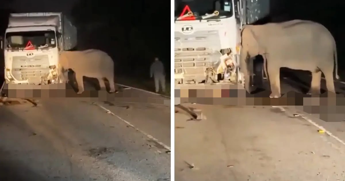 Perhilitan installs LED signs to warn of elephant crossings
