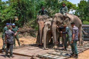 Perhilitan relocates five wild elephants in Gua Musang