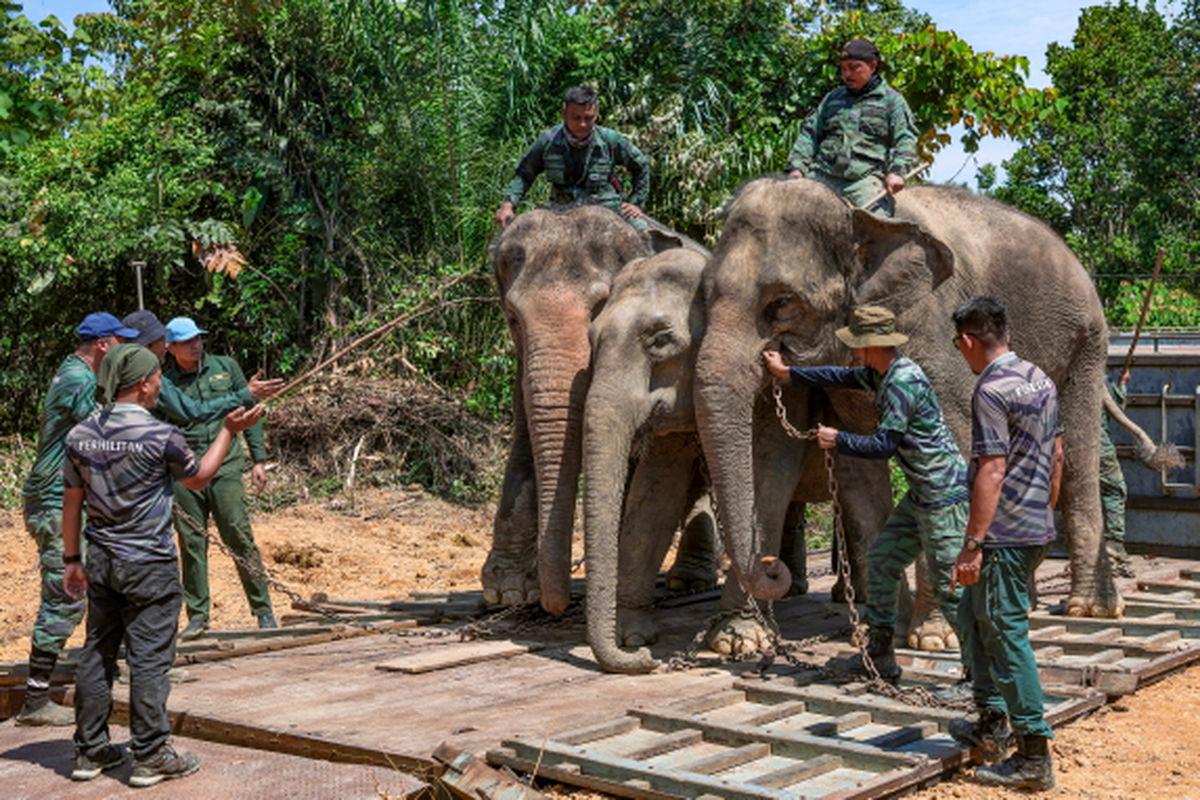 Perhilitan relocates five wild elephants in Gua Musang
