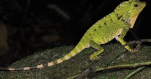 Pet shop owner fined RM20,000 for keeping exotic lizards