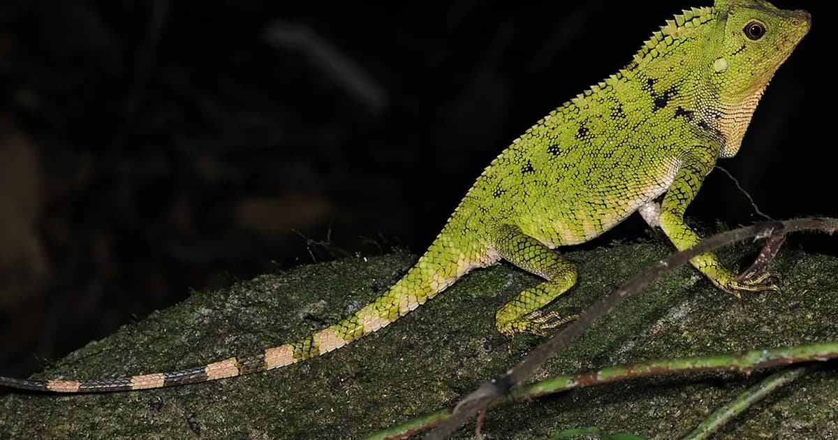 Pet shop owner fined RM20,000 for keeping exotic lizards