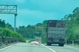 Pig jumps from moving truck in viral dashcam video escape