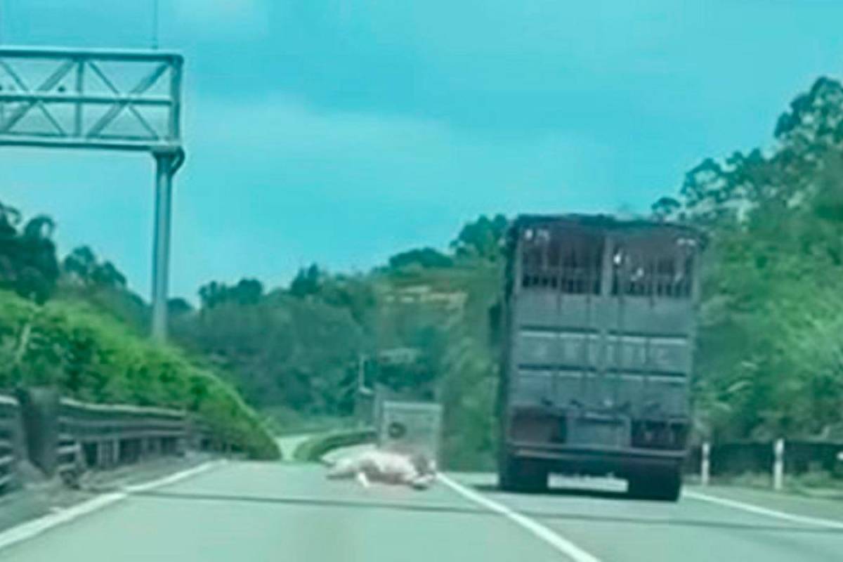 Pig jumps from moving truck in viral dashcam video escape
