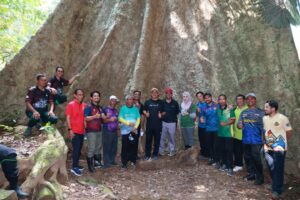 Pokok gergasi 100 tahun tarikan baharu Gunung Jerai