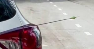 Police probe arrow lodged in car door, archery training halted