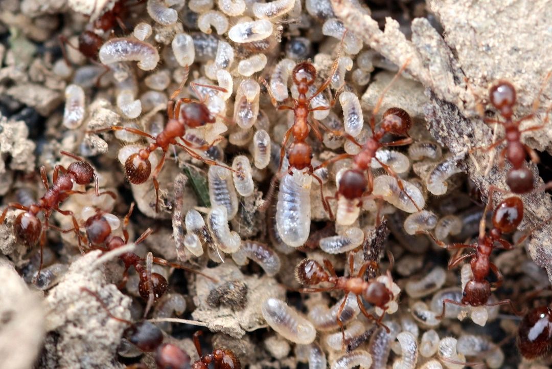 QuickCheck: Is it true that ants eggs are a delicacy in some South-East Asian regions?