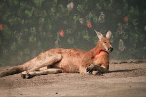 Quickcheck: Is a baby kangaroo just the size of a jellybean?