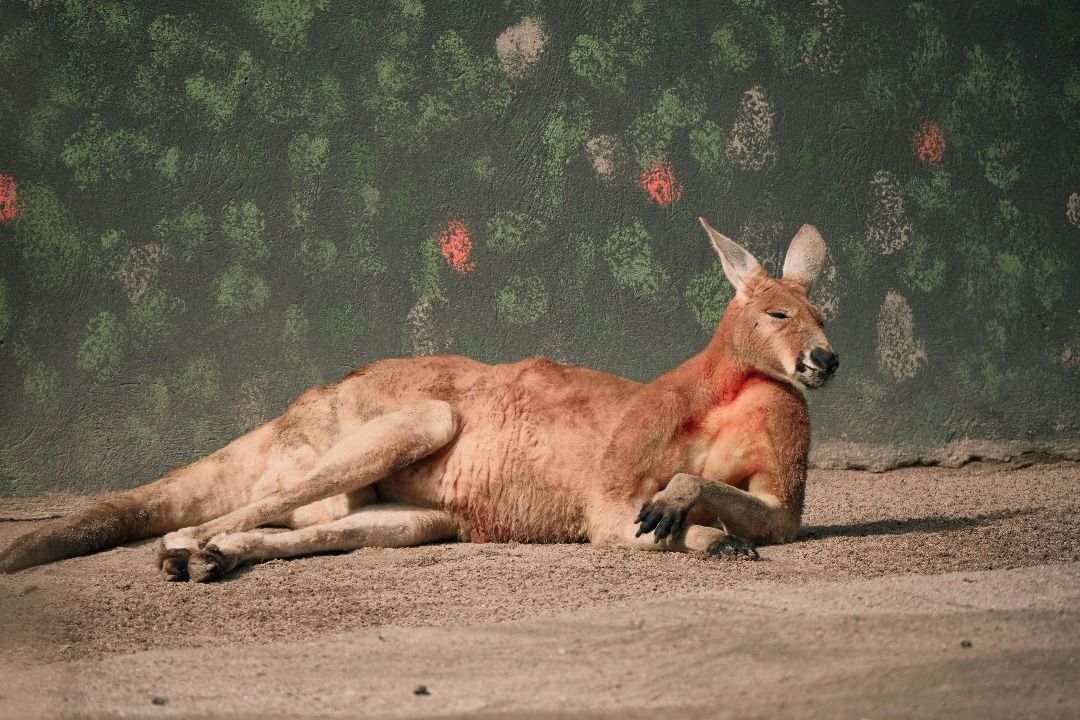 Quickcheck: Is a baby kangaroo just the size of a jellybean?