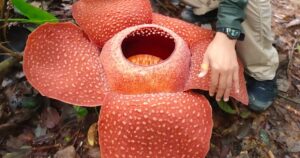 Rafflesia and the battle for intellectual freedom