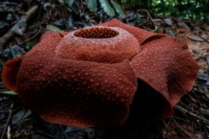 Rafflesia name change symbolic but risks global scientific confusion