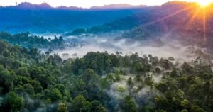 Sabah’s rainforest is Malaysia’s new billion-ringgit asset