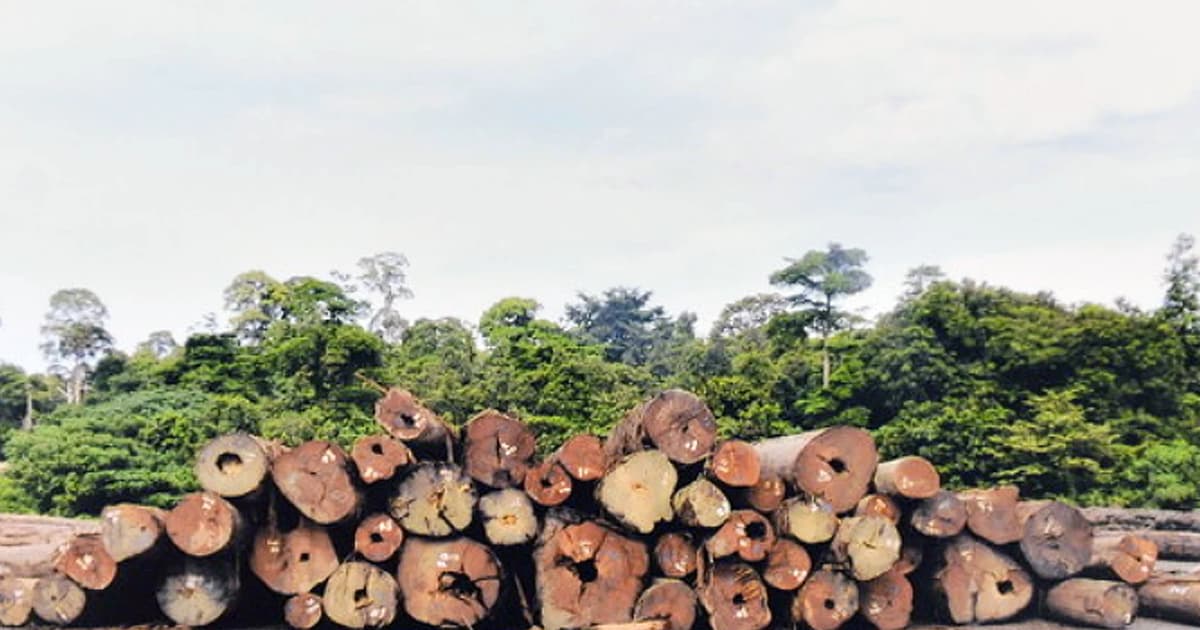 Sarawak slams human rights group over logging report