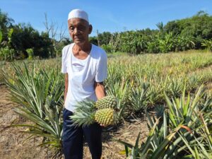 Selabak semakin hilang identiti kawasan pengeluar nanas