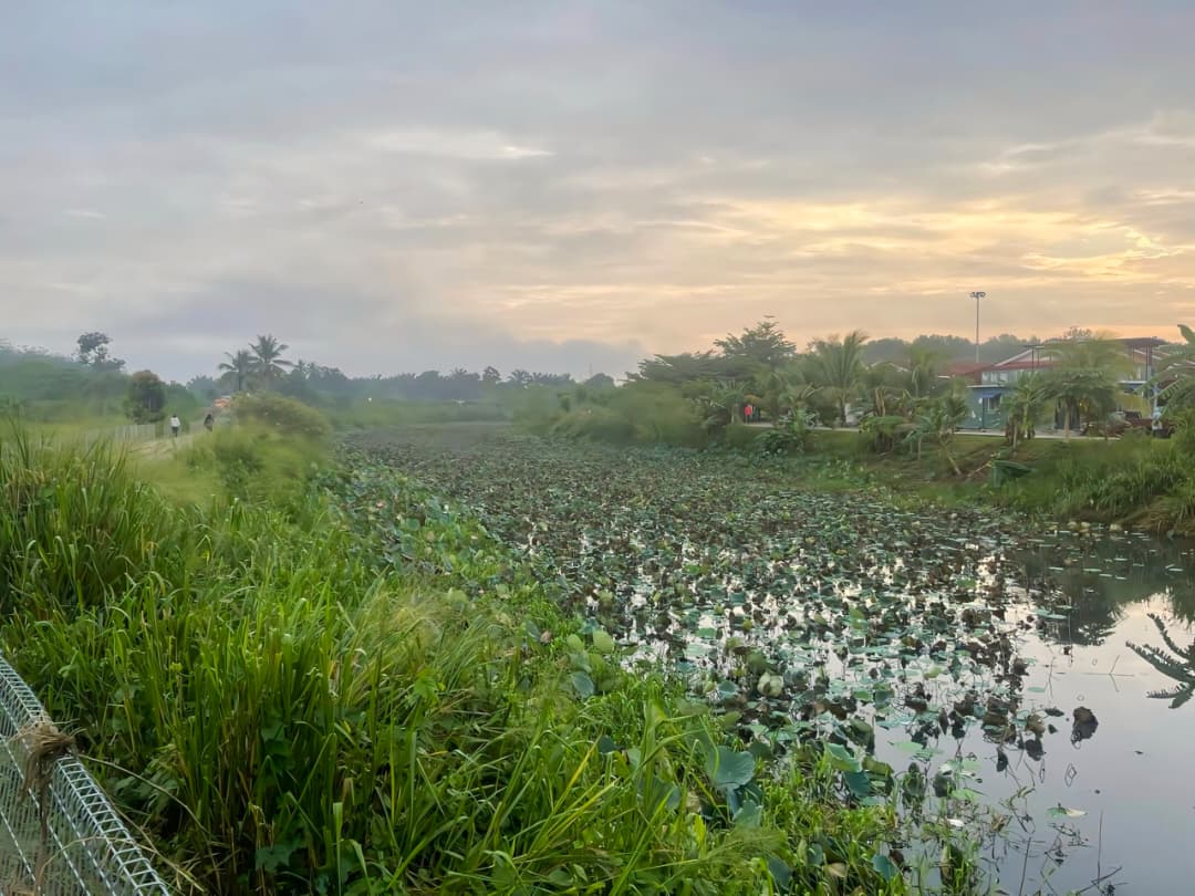Semak tebing kolam cacat pemandangan Taman Tasik Teratai