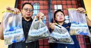 Shellfish in Port Dickson still unsafe for consumption due to high levels of biotoxin